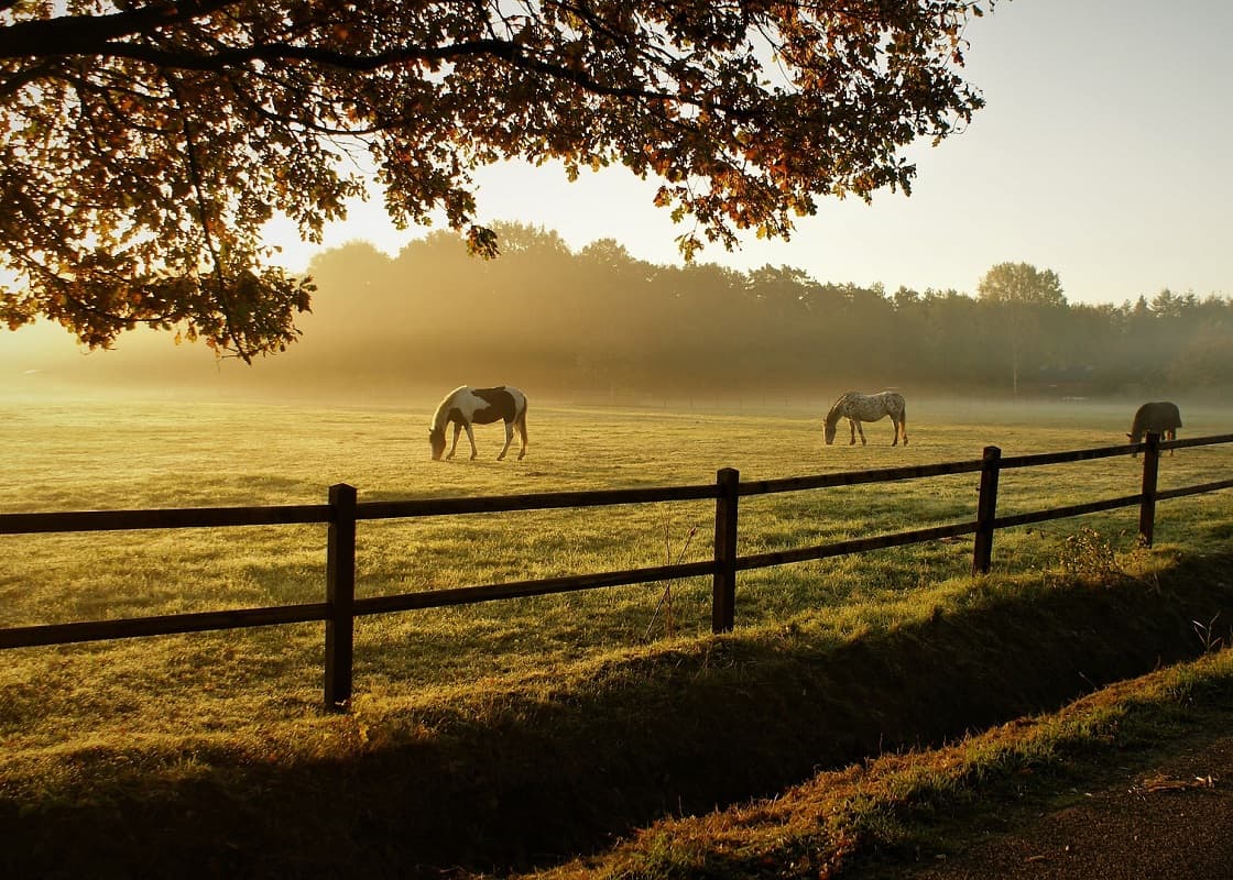 Drei Pferde auf einer Wiese in der Natur